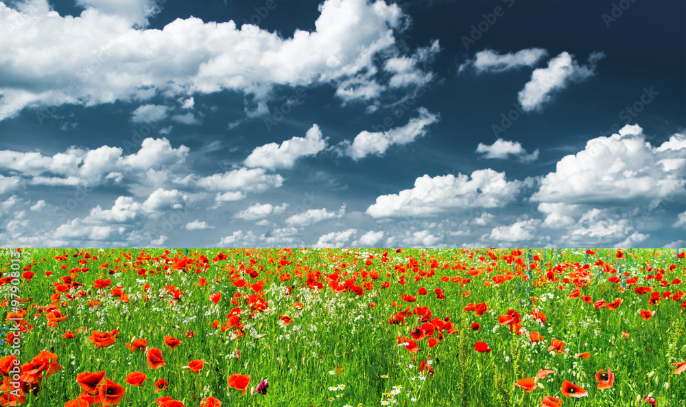 Vivid poppy field Vivid poppy field