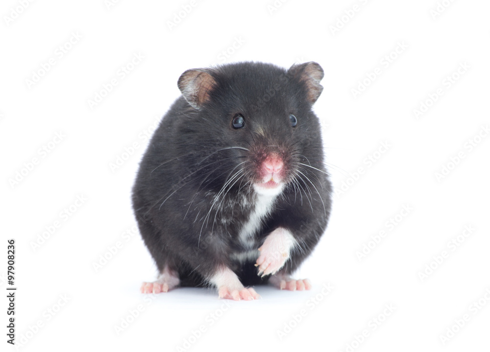 hamster hamster