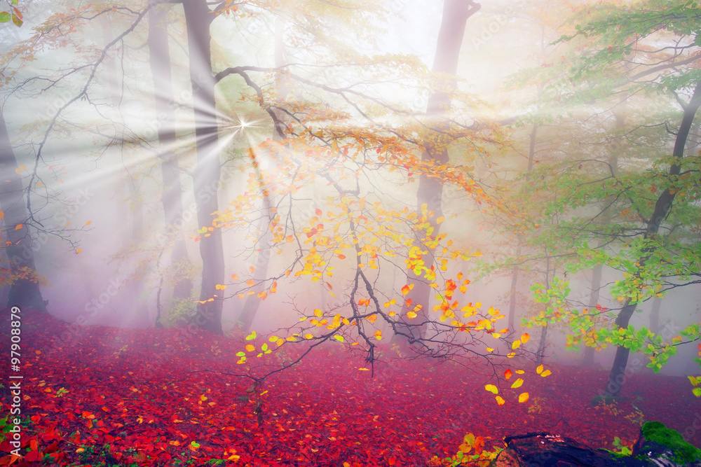 autumn mist