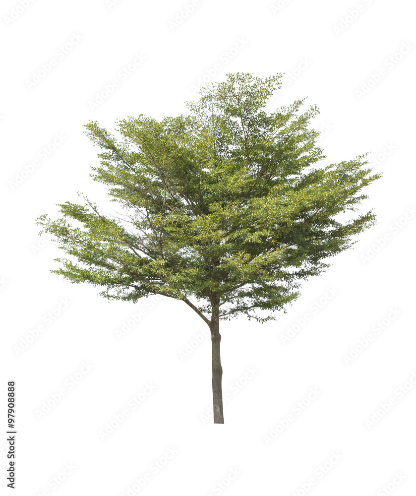 Obraz premium Tree isolated on a white background