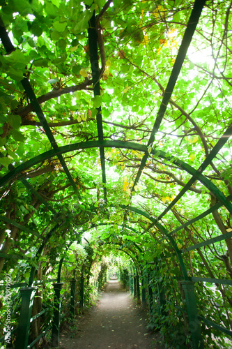 Green garden tunnel  #97909697