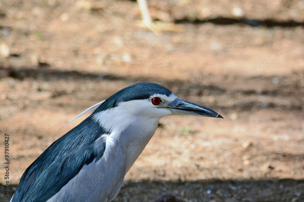 Obraz premium Black-crowned night heron