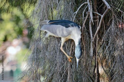 Black-crowned night heron photo