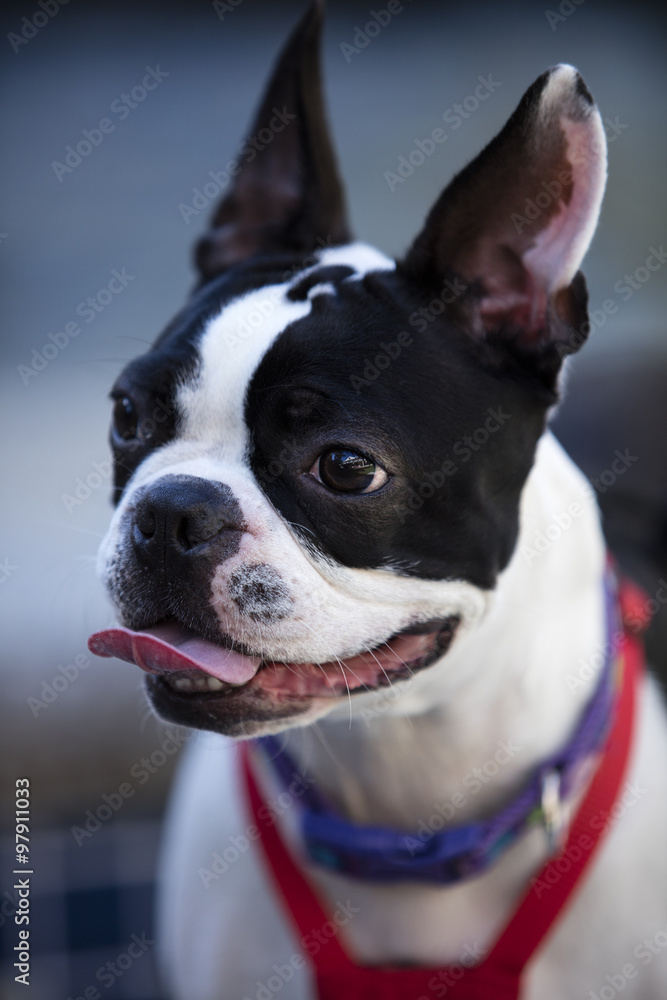 Boston Terrier Posing for a Picture