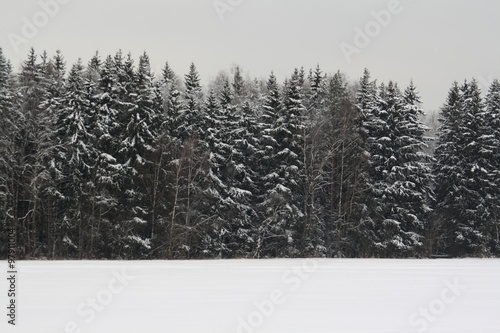 Winter forest in Moscow Region photo