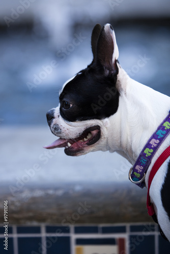 Fototapeta Naklejka Na Ścianę i Meble -  Boston Terrier Posing for a Picture