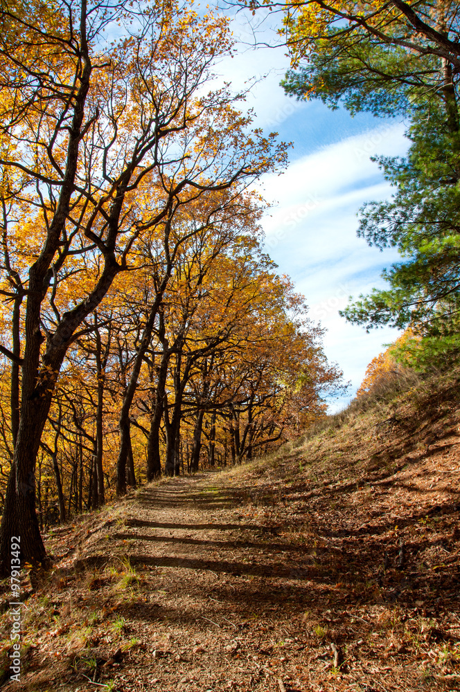 Fototapeta premium Autumn forest