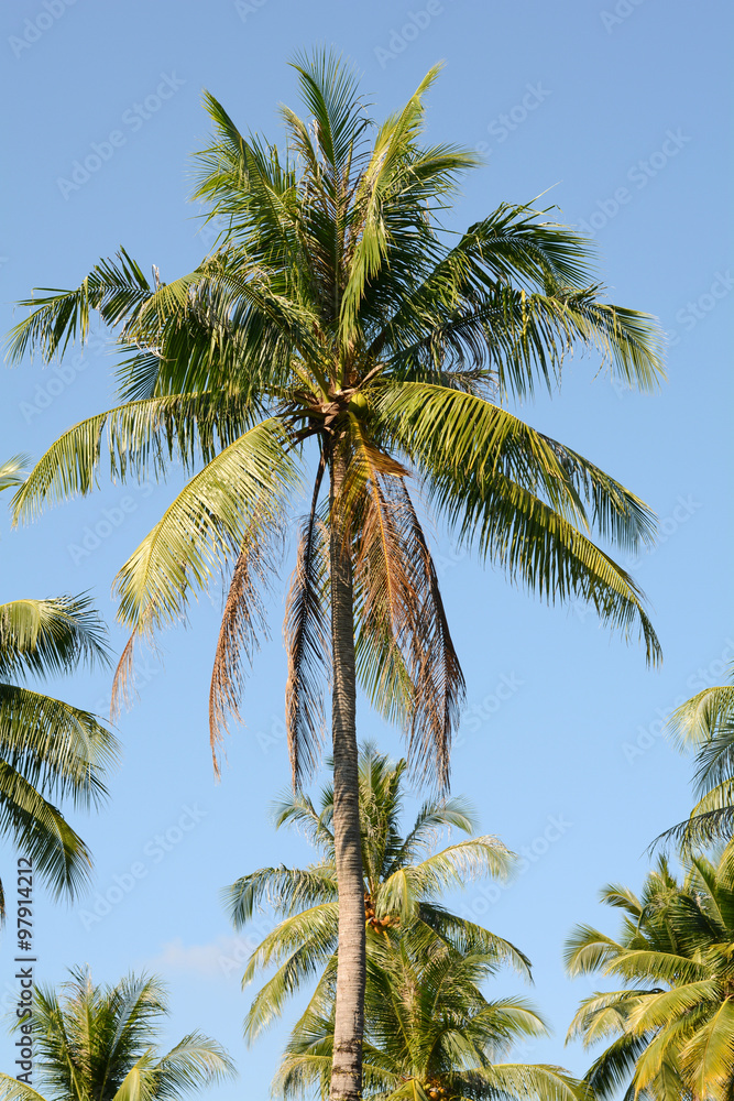 coconut trees in the blue sky