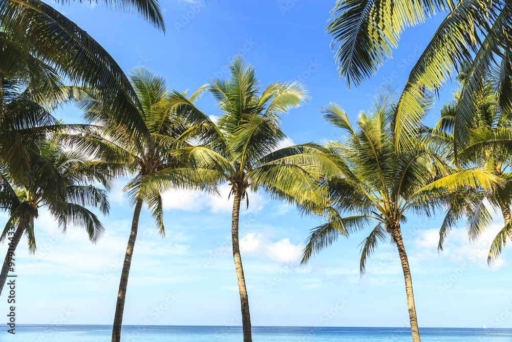 Tropical coconut trees Tropical coconut trees