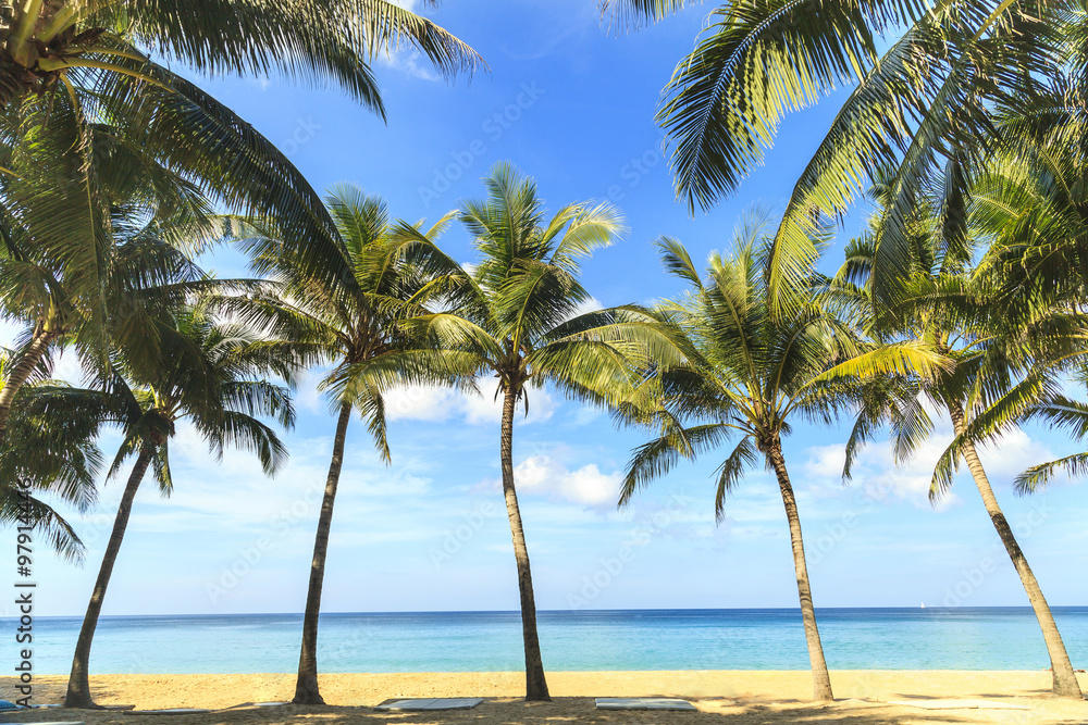 Obraz premium Tropical coconut trees