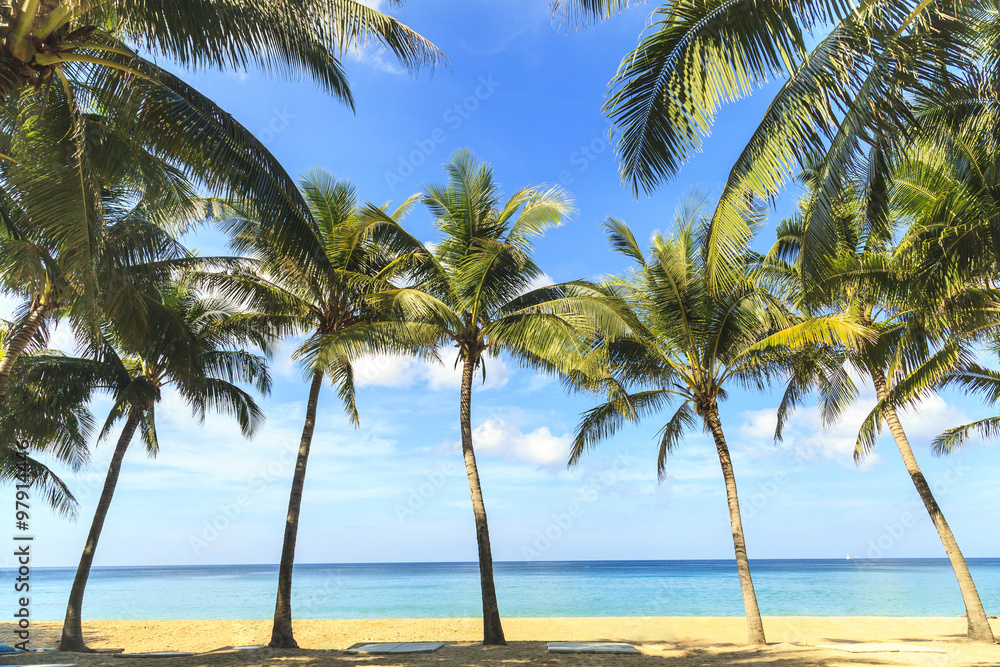 Tropical coconut trees