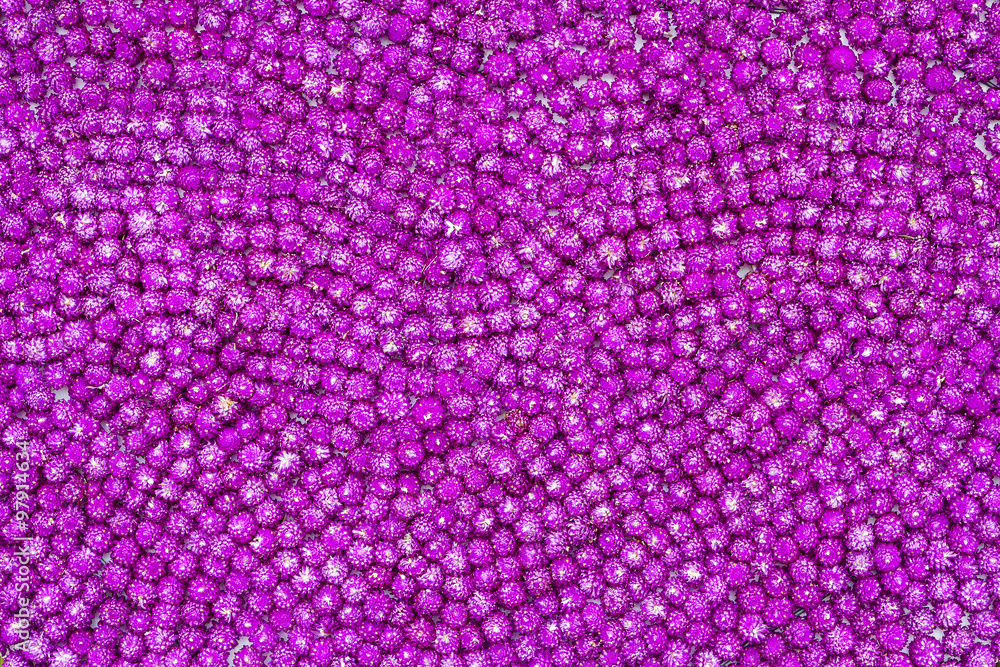 Obraz premium Globe amaranth or Gomphrena globosa