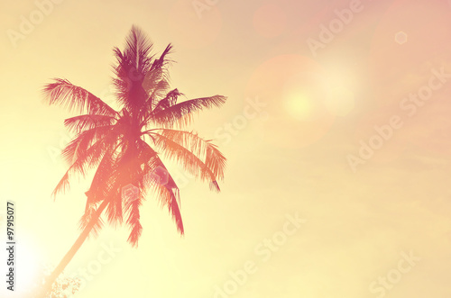 Fototapeta Naklejka Na Ścianę i Meble -  Tropical palm tree with sun light.
