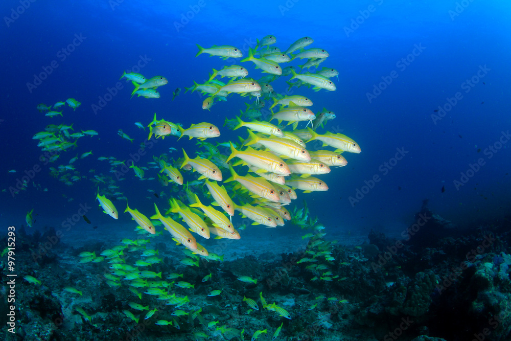 Fototapeta premium Tropical fish on coral reef sea ocean underwater