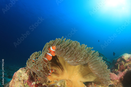 Clownfish Anemonefish Nemo fish