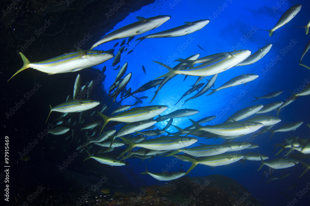 Obraz premium Swarm predator fish school hunting: Tuna, Trevallies, Jacks, Rainbow Runners, Emperors, Snappers and Wrasse