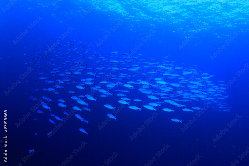 Fototapeta premium Fish shoal underwater sea blue ocean