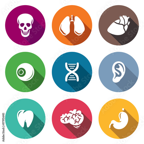 Internal organs Icons Set. Vector Illustration.