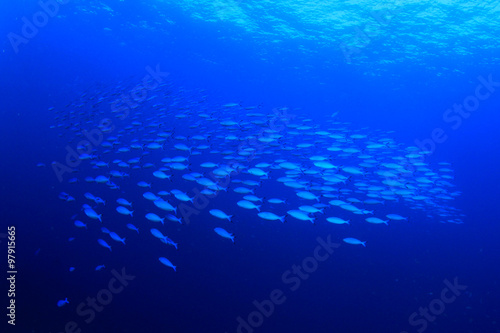 Fish shoal underwater sea blue ocean