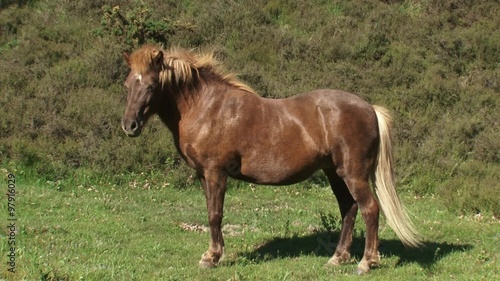Wallpaper Mural Icelandic horse in summer breeze - side view. Icelandic horses keep the grass short in the heath land area at Veluwe National Park, The Netherlands. Torontodigital.ca