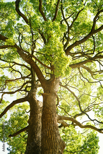 新緑の木,エコロジーイメージ