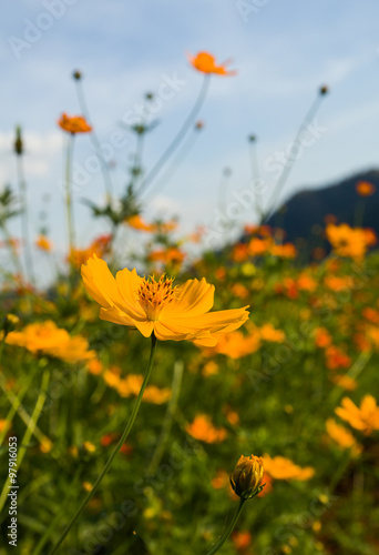 Orange cosmos flower in field