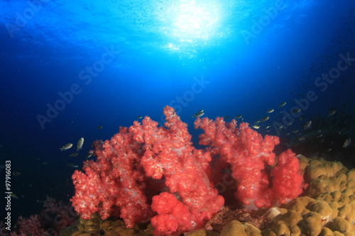 Coral reef, tropical fish, sea ocean underwater