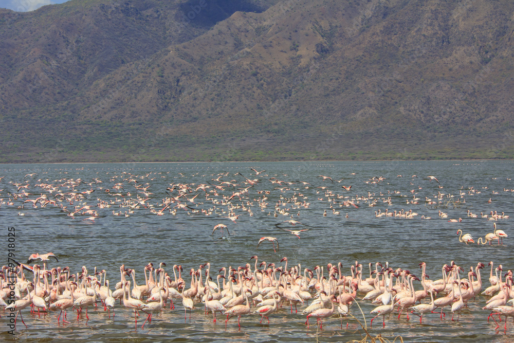Fototapeta premium Flock Flamingo birds Kenya, East Africa