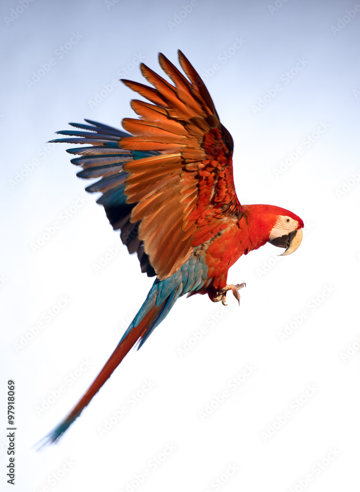 Fototapeta premium A parrot in flight