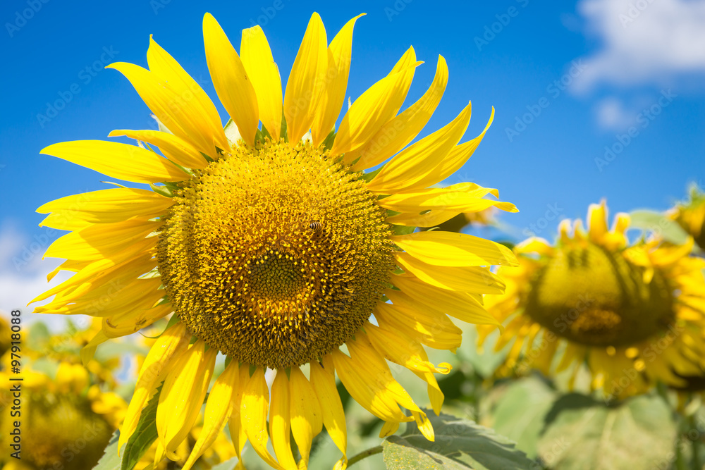 closeup sunflowers on blue sky background at the field in summer closeup sunflowers on blue sky background at the field in summer