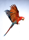 A parrot in flight