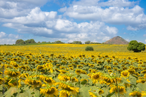 sunflowers on blue sky background at the field in summer