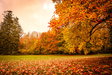 Wandcirkels Herfst Herfstbladeren onder boom in park  © Polarpx