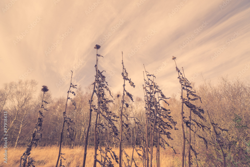 Obraz premium Thistles in autumn nature
