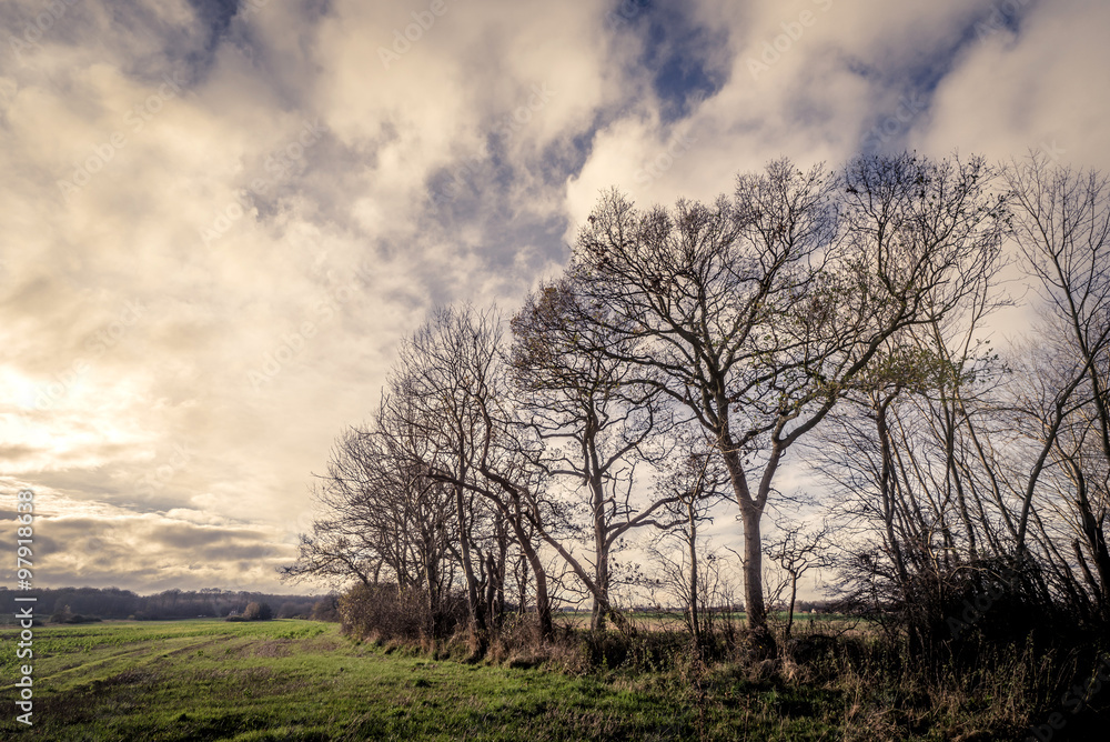 Dark trees by a field