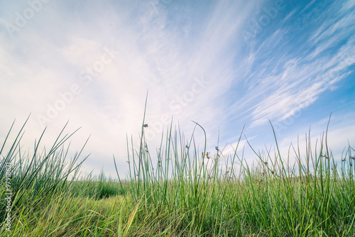 Green grass and blue sky