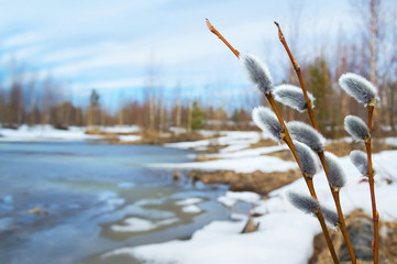 Wandcirkels Lente Wilgentak in lentelandschap  © Leonid Ikan