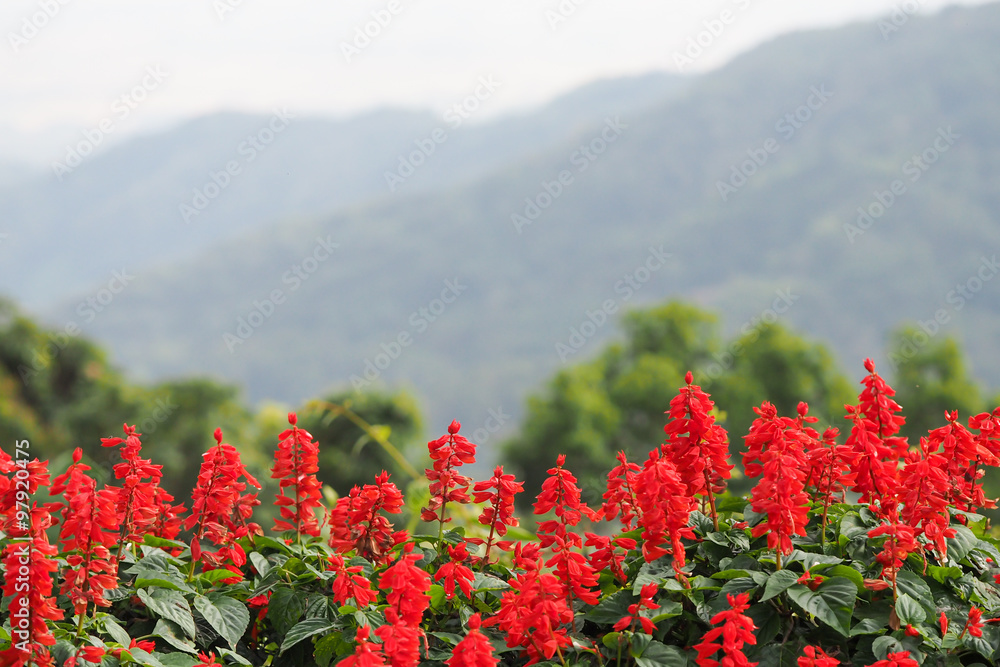 Perspective defocus landscape of red flowers with green tree and mountain in background, red flowers, mountain