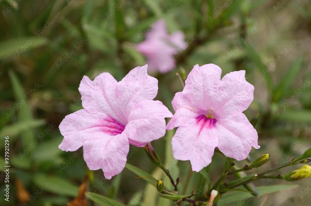 pink ruellias flower in garden - Ruellia tuberosa Linn.
