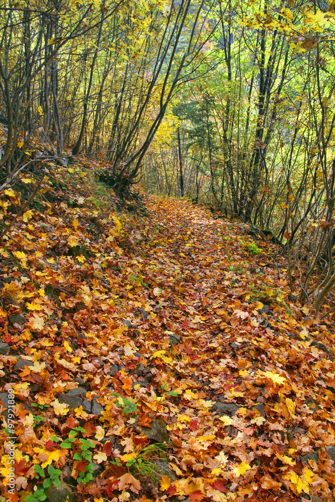 Forest tree path with leaves