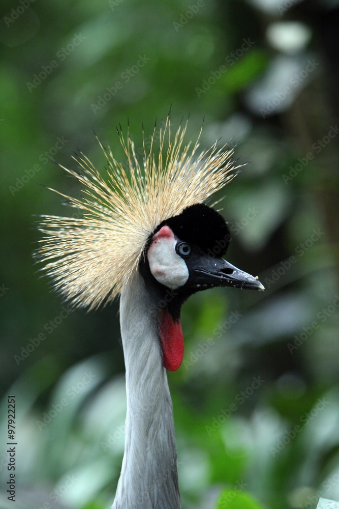 Fototapeta premium ASIA SINGAPORE BIRD PARK GREY CROWNED CRANE