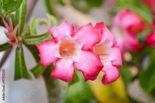 pink Adenium obesum flower in garden