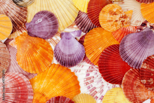 background with colorful sea shells of mollusks, close up