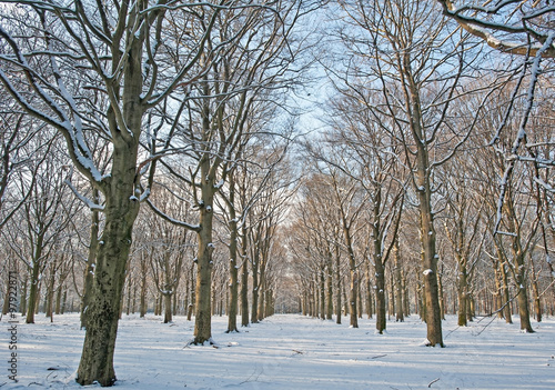 Snowy forest in sunlight in winter  