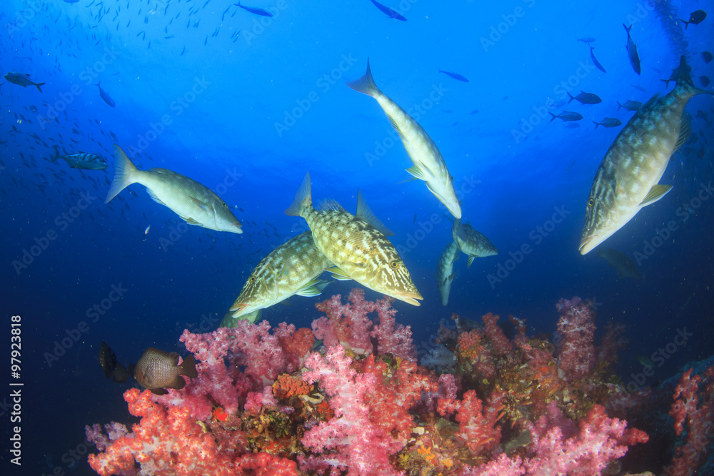 Fototapeta premium Fish coral reef sea ocean underwater