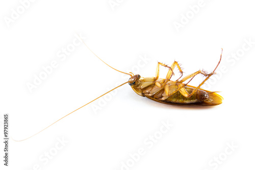 Die cockroach on white background  © tendo23