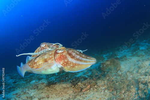 Pair Pharaoh Cuttlefish (Sepia) mating