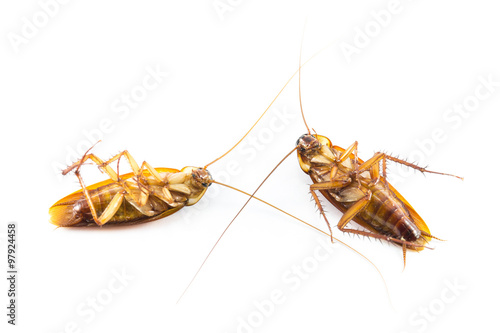 Die cockroach on white background  photo