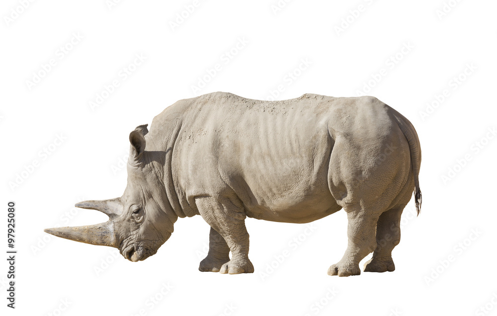 Fototapeta premium White rhinoceros on a white background isolation