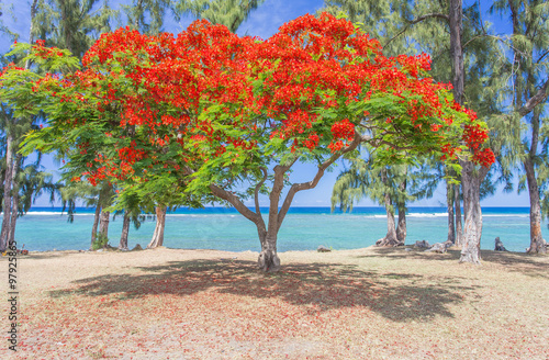 flamboyant rouge sur plage, île de la Réunion